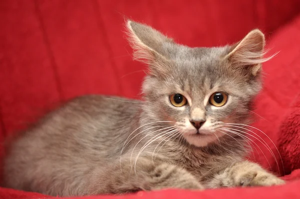 Chaton moelleux gris sur un fond rouge — Photo