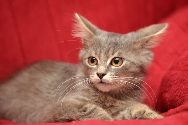 红色背景上的灰色蓬松小猫 — 图库照片