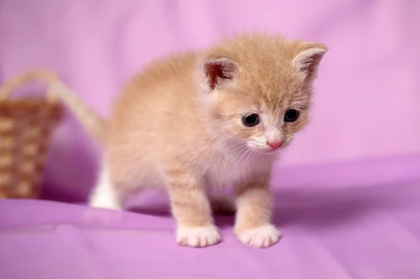 Pequeño gatito amarillo —  Fotos de Stock