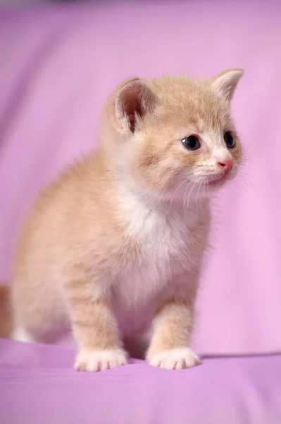 Mały kotek żółty — Zdjęcie stockowe