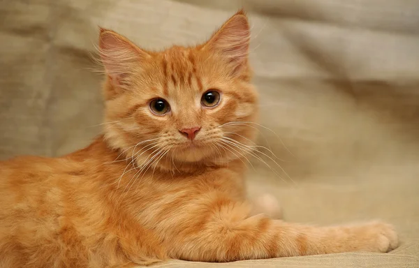 Bozal pequeño gatito esponjoso —  Fotos de Stock