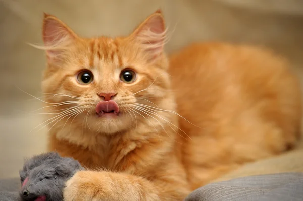 Tlama malé nadýchané kotě — Stock fotografie