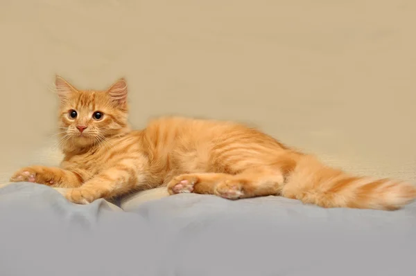 Muzzle small fluffy kitten — Stock Photo, Image