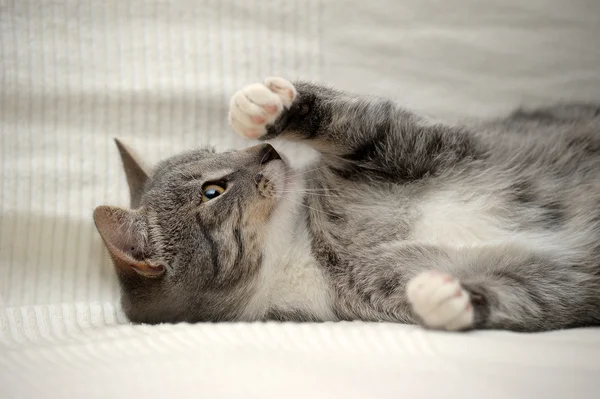 Cinza e branco gato tabby deitado — Fotografia de Stock