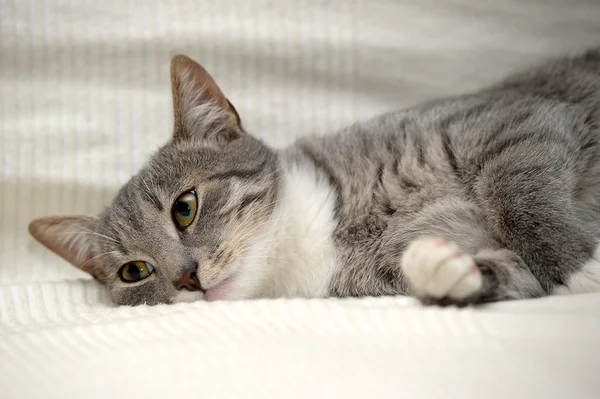 Gris y blanco tabby gato mintiendo —  Fotos de Stock