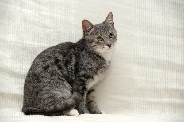 Gatto tabby grigio e bianco sdraiato — Foto Stock