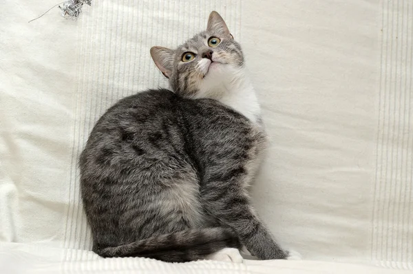 Grijs en wit tabby kat liggend — Stockfoto