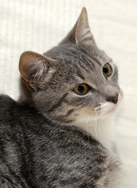 Gray and white tabby cat lying — Stock Photo, Image