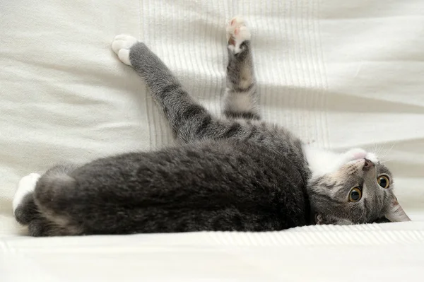 Gray and white tabby cat lying — Stock Photo, Image