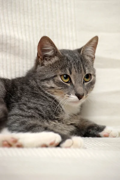 Gris y blanco tabby gato mintiendo — Foto de Stock