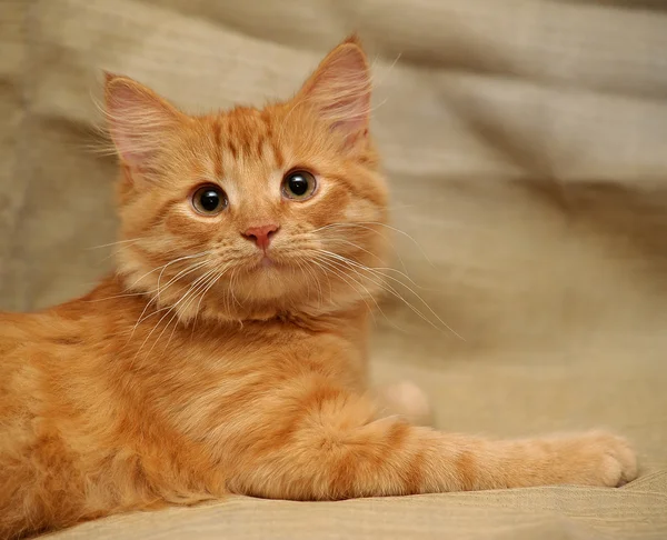 Bozal pequeño gatito esponjoso — Foto de Stock