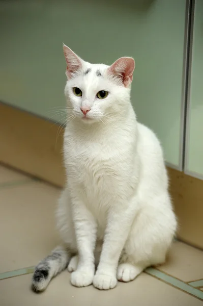 Gato branco — Fotografia de Stock