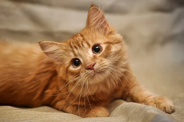 Muzzle small fluffy kitten — Stock Photo, Image