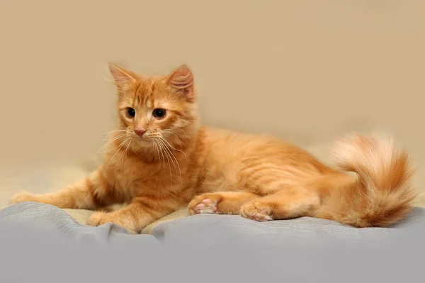 Bozal pequeño gatito esponjoso — Foto de Stock