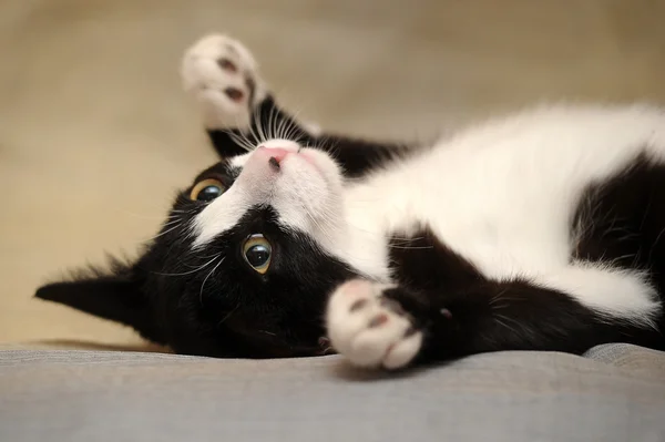 Portrait of black and white cat on sofa — Stock Photo, Image