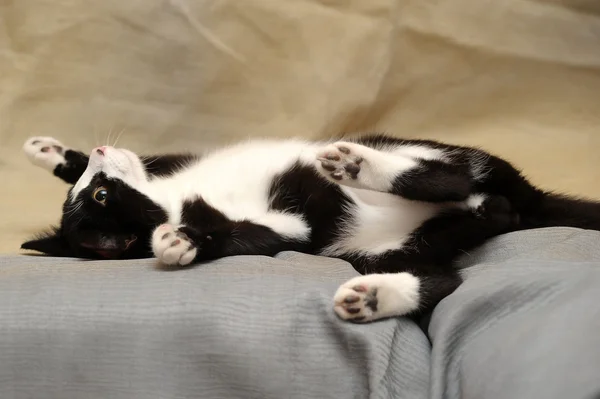 Portrait of black and white cat on sofa — Stock Photo, Image