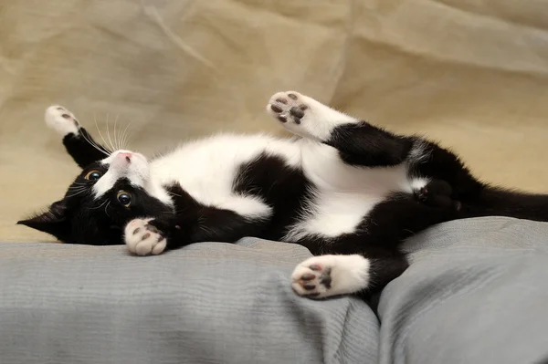 Portrait of black and white cat on sofa — Stock Photo, Image