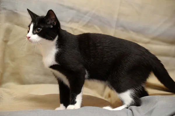 Portrait of black and white cat on sofa — Stock Photo, Image