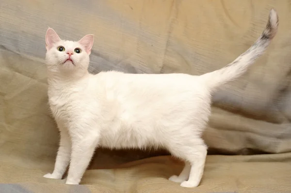 Witte kat — Stockfoto