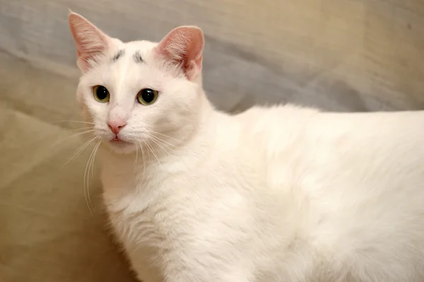 White Cat — Stock Photo, Image