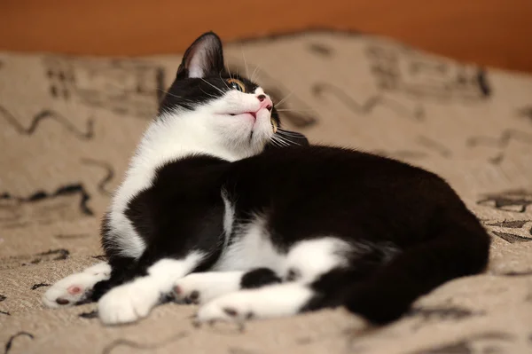 Portrait of black and white cat on sofa — Stock Photo, Image