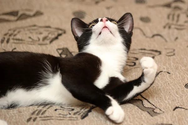 Portrait of black and white cat on sofa — Stock Photo, Image