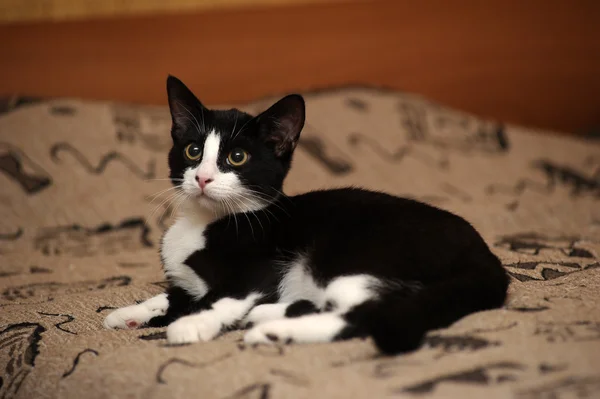 Retrato de gato preto e branco no sofá — Fotografia de Stock