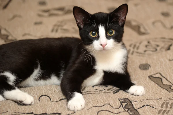 Portrét černé a bílé kočky na pohovce — Stock fotografie