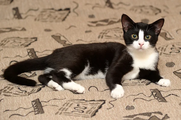 소파에 흑인과 백인 고양이의 초상화 — 스톡 사진