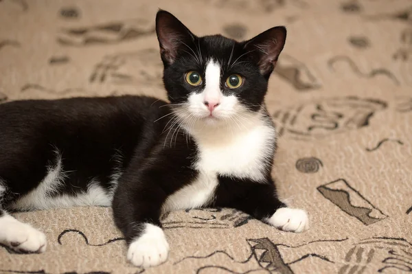 Portrait of black and white cat on sofa — Stock Photo, Image