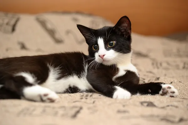 Portret van zwarte en witte kat op sofa — Stockfoto