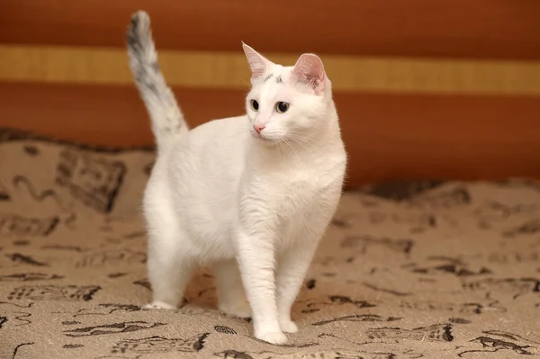 White Cat — Stock Photo, Image