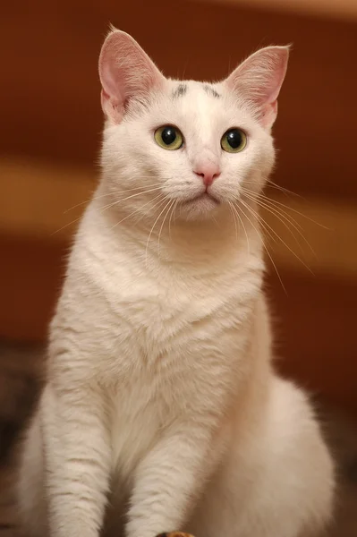 Witte kat — Stockfoto