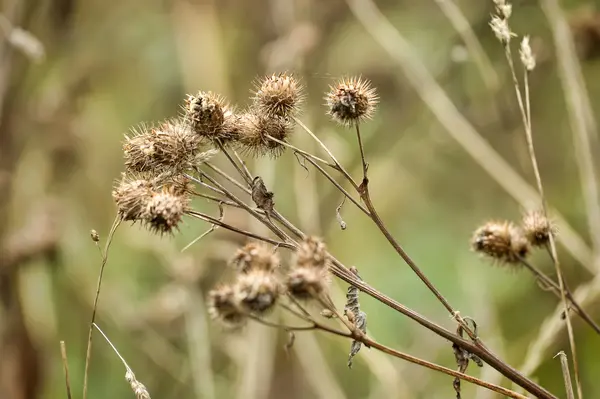 Suchý lopuchu — Stock fotografie