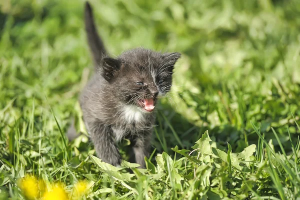 Gattino nell'erba — Foto Stock
