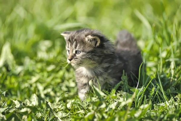 Little kitten in the grass — Stock Photo, Image