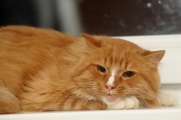 Красный с белым пушистым котом — стоковое фото