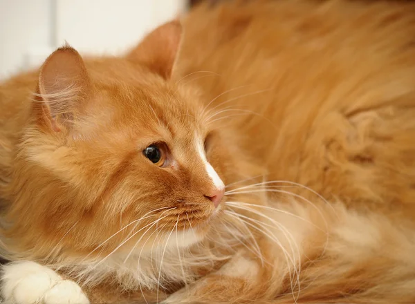 Rojo con gato blanco esponjoso —  Fotos de Stock