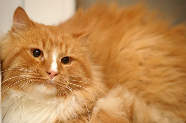 Red with white fluffy cat — Stock Photo, Image