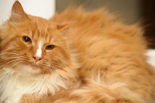 Vermelho com gato fofo branco — Fotografia de Stock