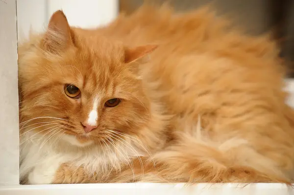 Červená s bílou chlupatou kočičku — Stock fotografie