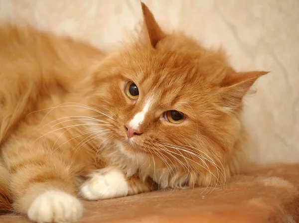 Rood met witte pluizige kat — Stockfoto