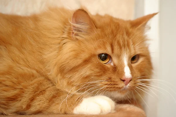 Rojo con gato blanco esponjoso — Foto de Stock