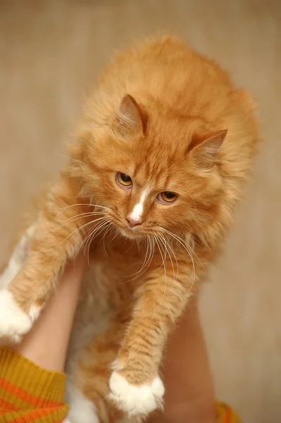 Rood met witte pluizige kat — Stockfoto