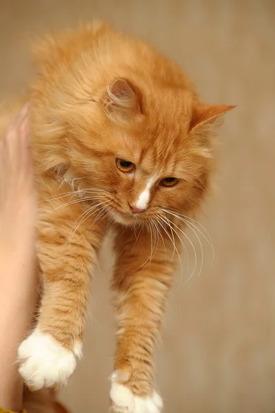 Merah dengan kucing berbulu putih — Stok Foto