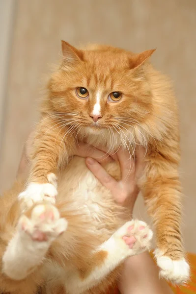 Červená s bílou chlupatou kočičku — Stock fotografie