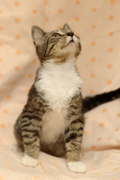 CLOSE-UP OF EUROPEAN SHORTHAIR CAT — Stock Photo, Image