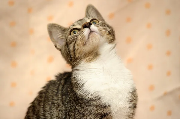 Close-up do gato europeu Shorthair — Fotografia de Stock