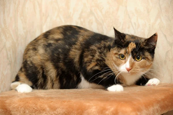 Tortoiseshell cat sits — Stock Photo, Image