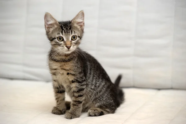 Şirin tabby yavru kedi — Stok fotoğraf